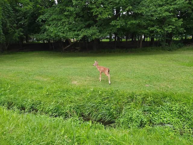 Radlick Park - Image 2