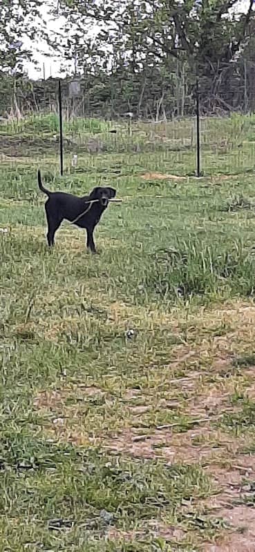 Dog Park Romentino - Image 1