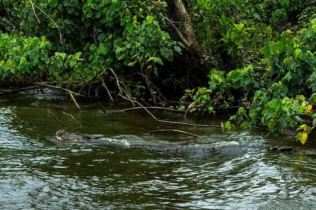 Daintree River - Image 3