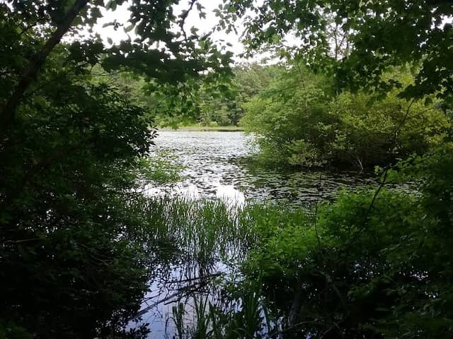 Mass Audubon's Oak Knoll Wildlife Sanctuary - Image 2