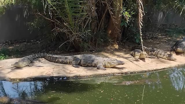 Young Crocodiles🐊 - Image 1