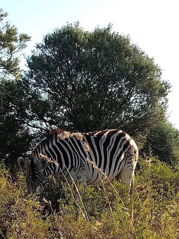 Bloemfontein White Horse - Image 1