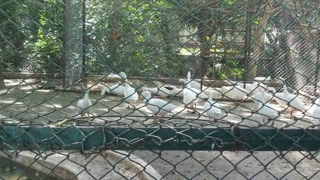 kanpur Zoo Lake View Point - Image 1