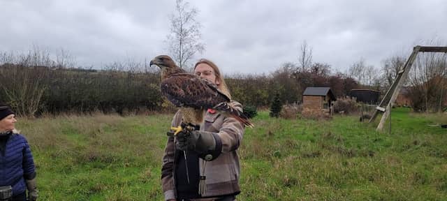 Bird on the Hand Falconry Experiences - Image 2