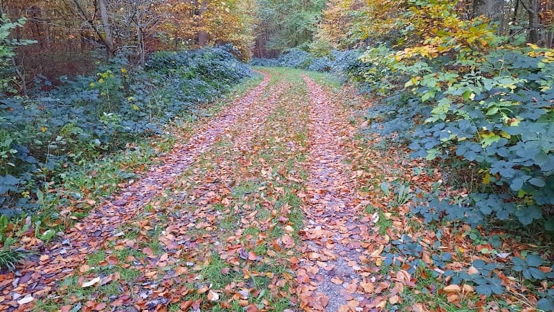 Dog Forest Aabenraa - Image 1