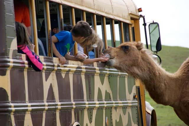 Fort Chiswell Animal Park - Image 1