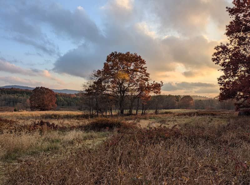 Wild Meadows - Image 1