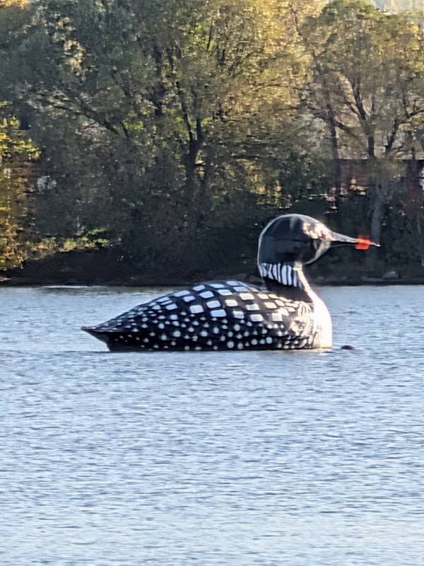 World's Largest Floating Loon - Image 3