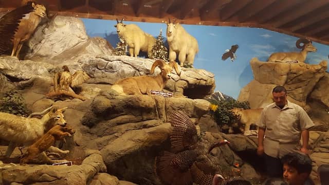 Petaluma Wildlife Museum - Image 1