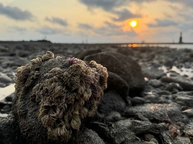Marine Trail Juhu with Naturalist Explorers - Image 1