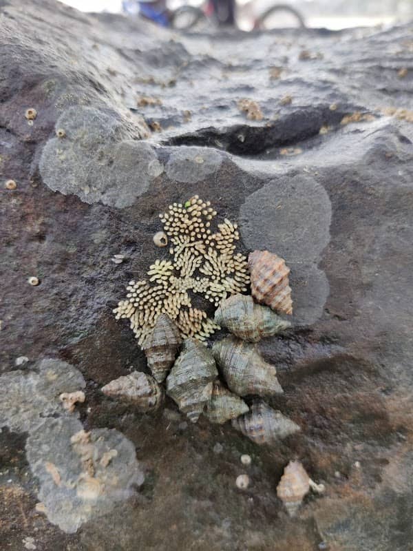 Marine Trail Juhu with Naturalist Explorers - Image 2