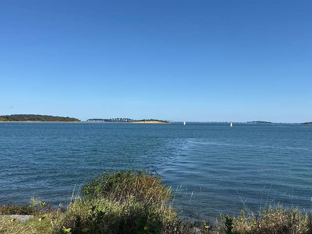Nut island hough's neck - Image 2
