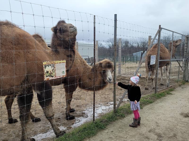 Big Joel's Safari Petting Zoo & Educational Park - Image 1