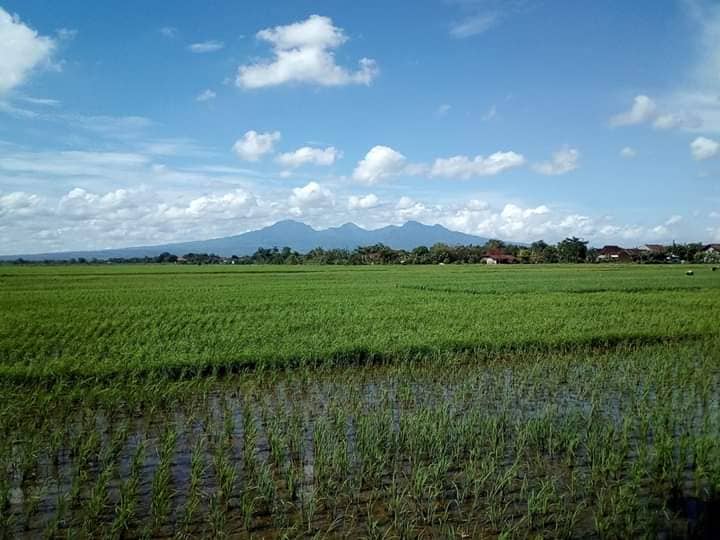 Taman Bangjo Lingkar Kaliwungu - Image 2