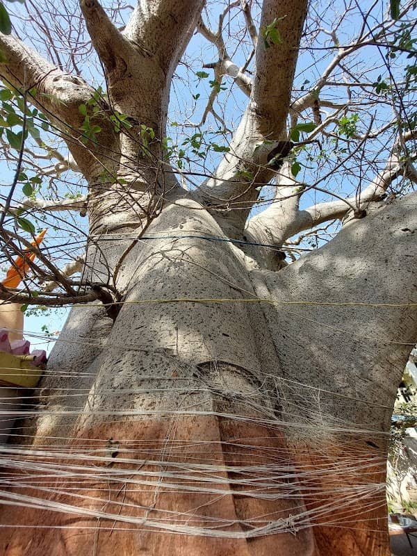 Baobab Tree Rukhdo Tree - Image 2