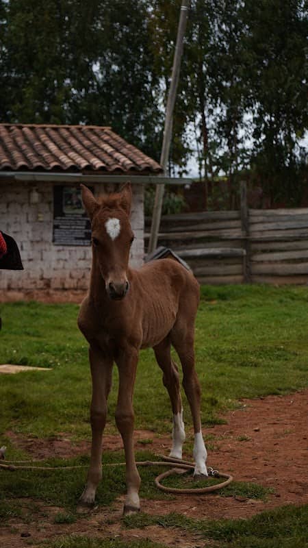 Rancho Aire Imperial - Image 1