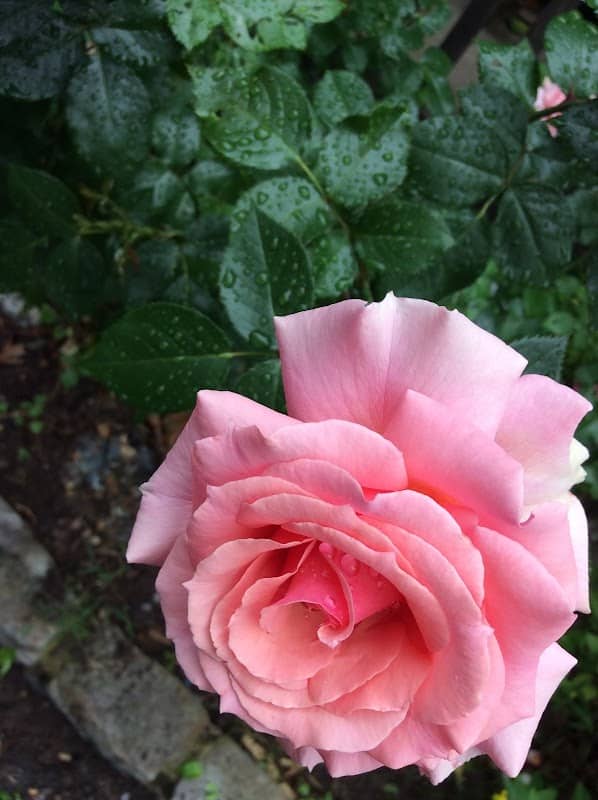 Jackson Mansion Memorial Rose Gardens - Image 1