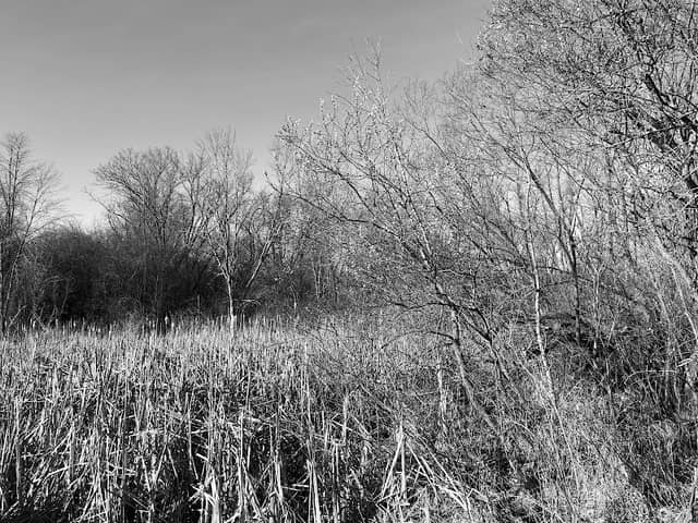 Hain Road Wetland High Street Marsh - Image 2