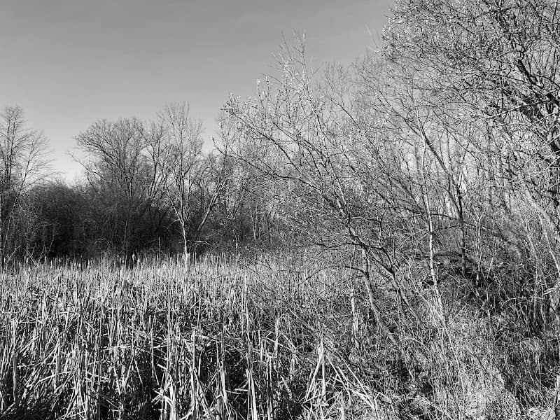 Hain Road Wetland High Street Marsh - Image 2