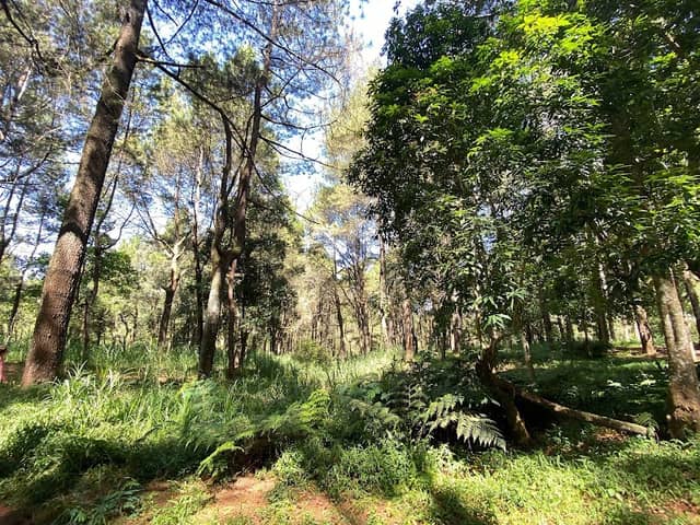 Hutan Pinus Glagalinggah Lestari - Image 1