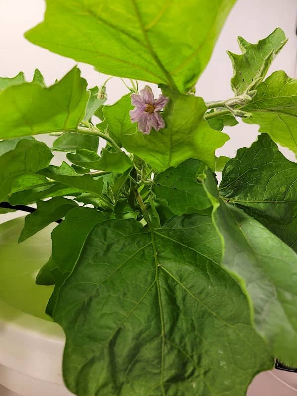Your Buddy's Garden - Image 1