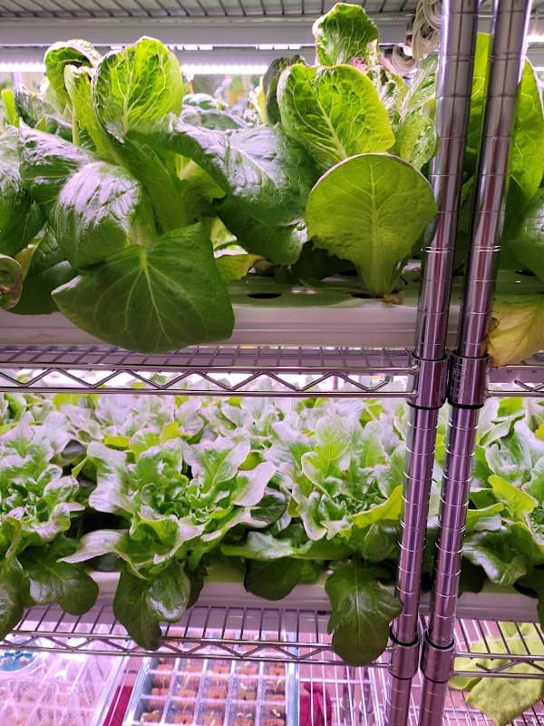Your Buddy's Garden - Image 2
