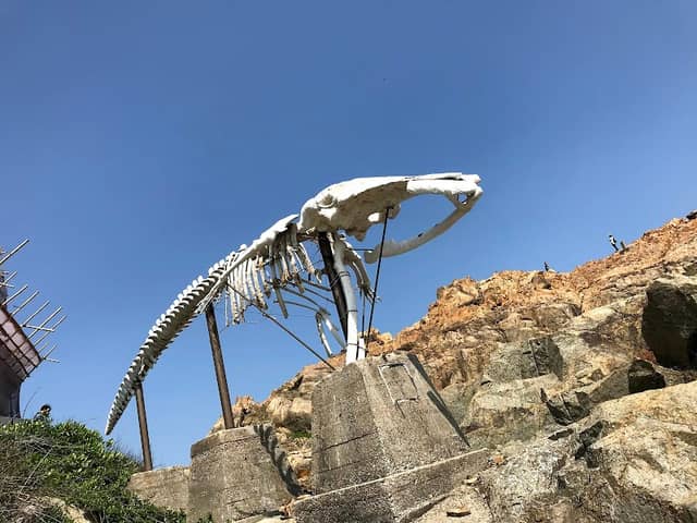 Bones of Miss Willy - Image 1