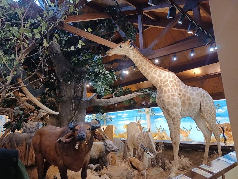 Harber Wildlife Museum, shawnee trail - Image 1