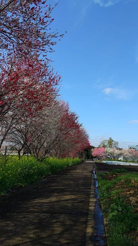 女坂花桃の道 - Image 2