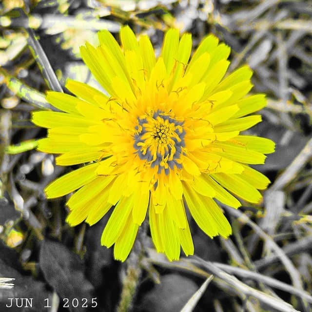 Oak Creek Serenity Garden - Image 2