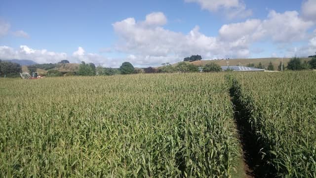 Taranaki Maize Maze - Image 2