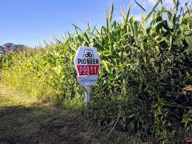 Taranaki Maize Maze - Image 1