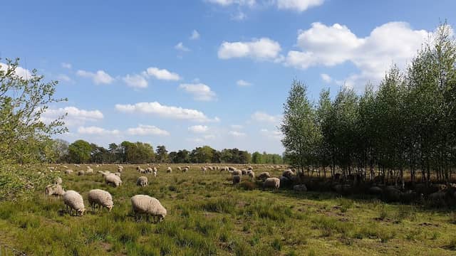Schaapskooi - Image 1