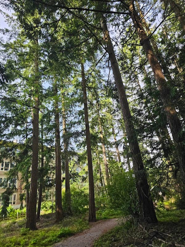 Sunstone Forest Trail - Image 1
