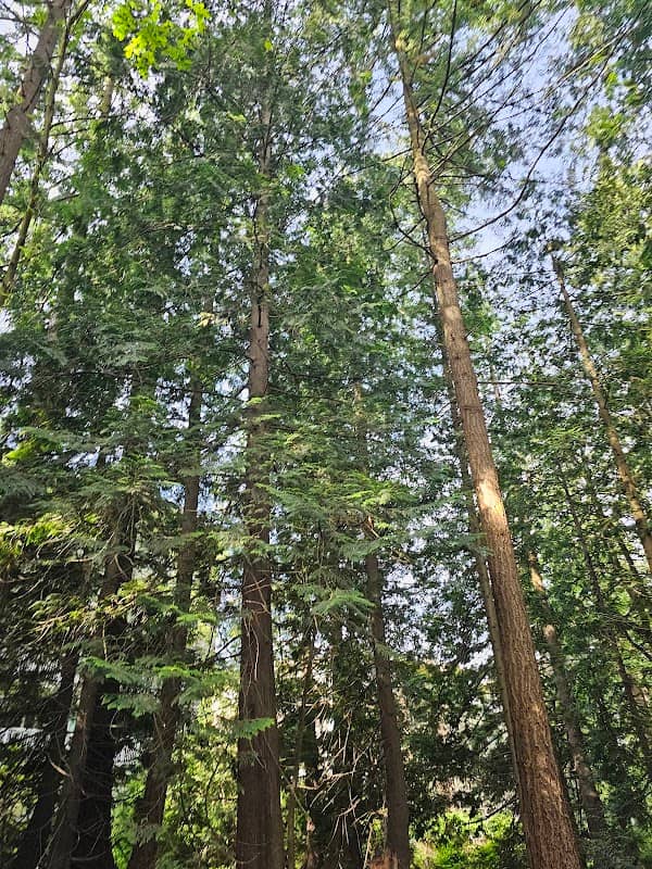 Sunstone Forest Trail - Image 2