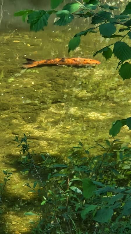 Località "Le Tre Acque". Confluenza dei torrenti Crevada e Ferrera nel fiume Monticano. - Image 1