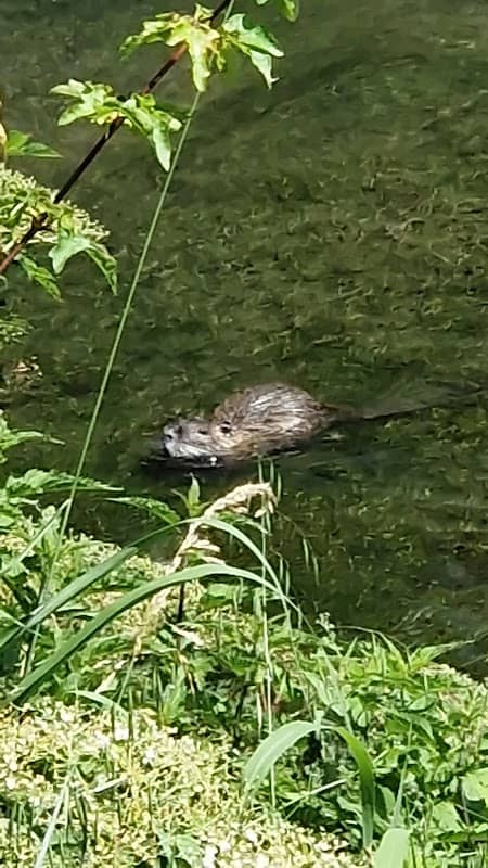 Località "Le Tre Acque". Confluenza dei torrenti Crevada e Ferrera nel fiume Monticano. - Image 2