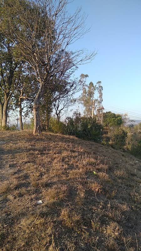 Cheel view - Image 2