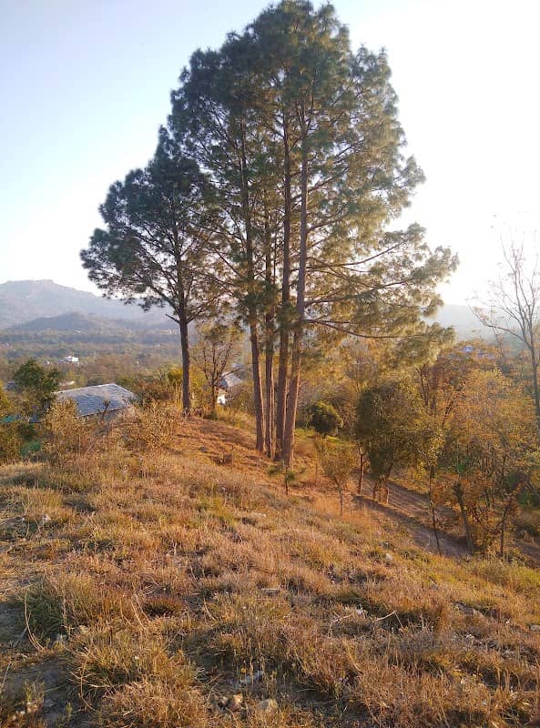 Cheel view - Image 3