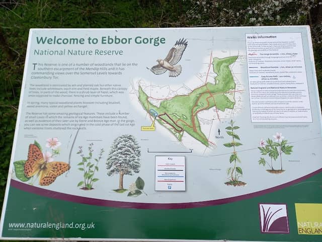 National Trust - Ebbor Gorge National Nature Reserve - Image 1