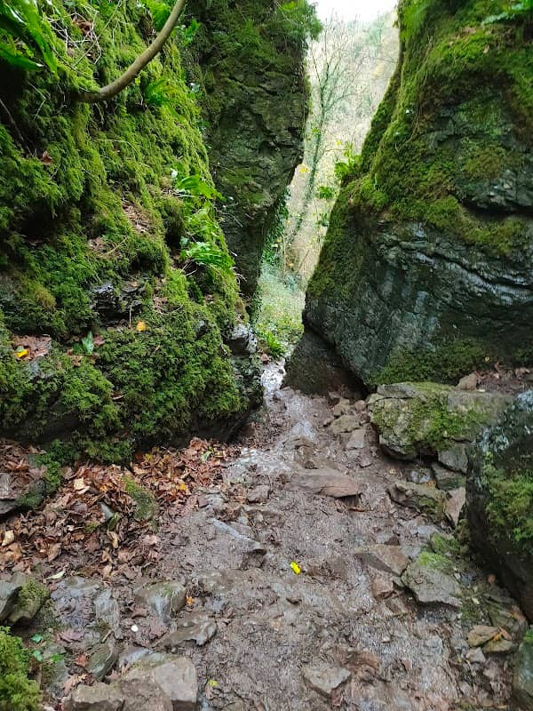 National Trust - Ebbor Gorge National Nature Reserve - Image 2