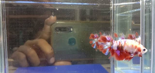 Shuck zul betta farm - Image 1