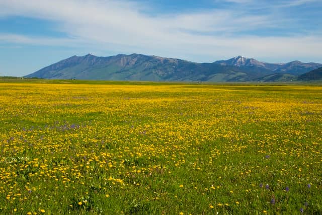 Flat Ranch Preserve - Image 1