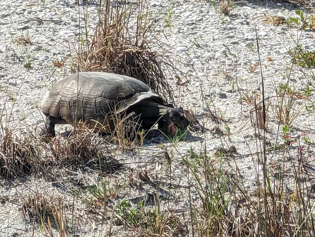 Honeymoon Island State Park - Image 1