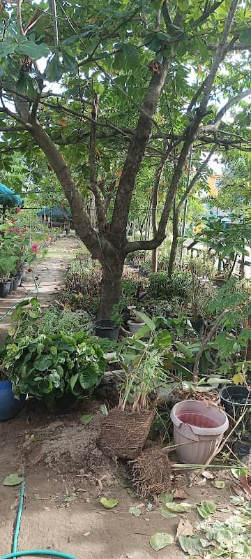 Boss rudy nursery farm - Image 1