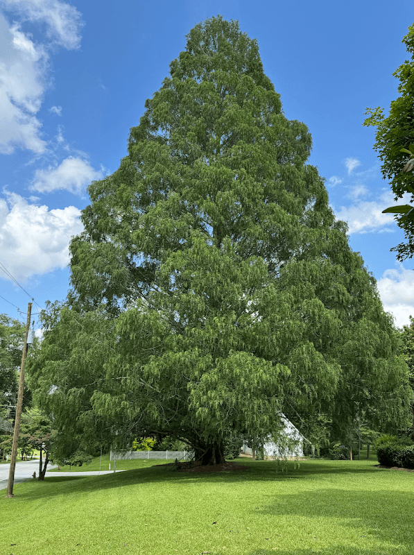 Old City Arboretum - Image 1