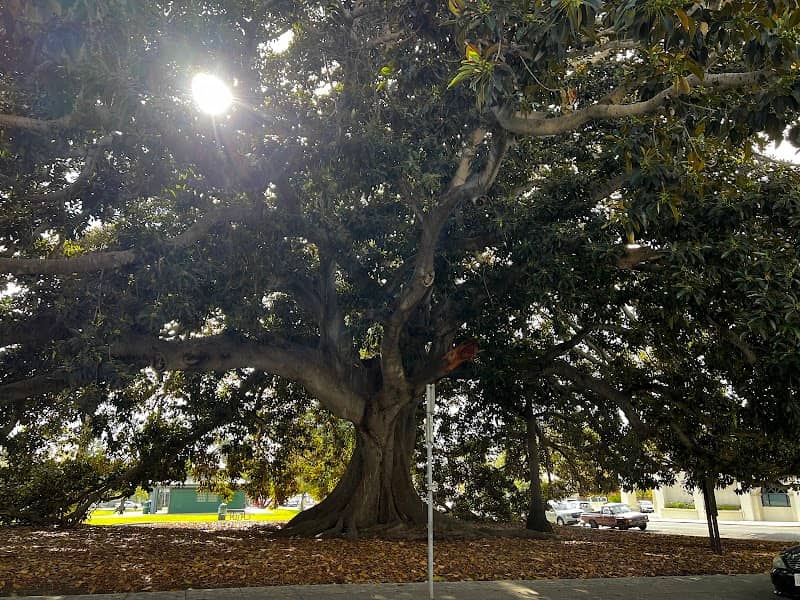 Moreton Bay Fig Tree - Image 1