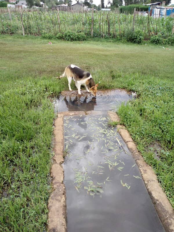 Gathima springs community borehole - Image 2