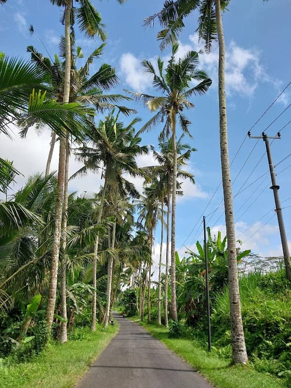 NO LIMiT Palm Tree - Image 1