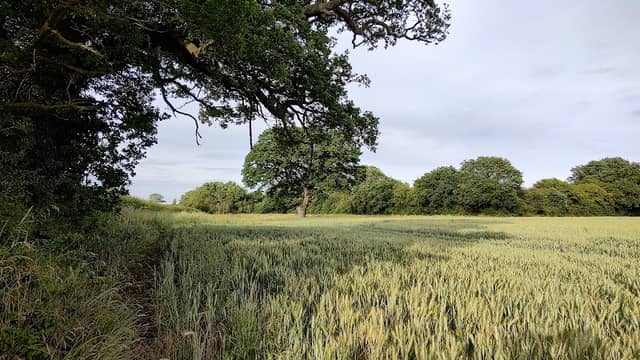 Knight's Wood - Image 2